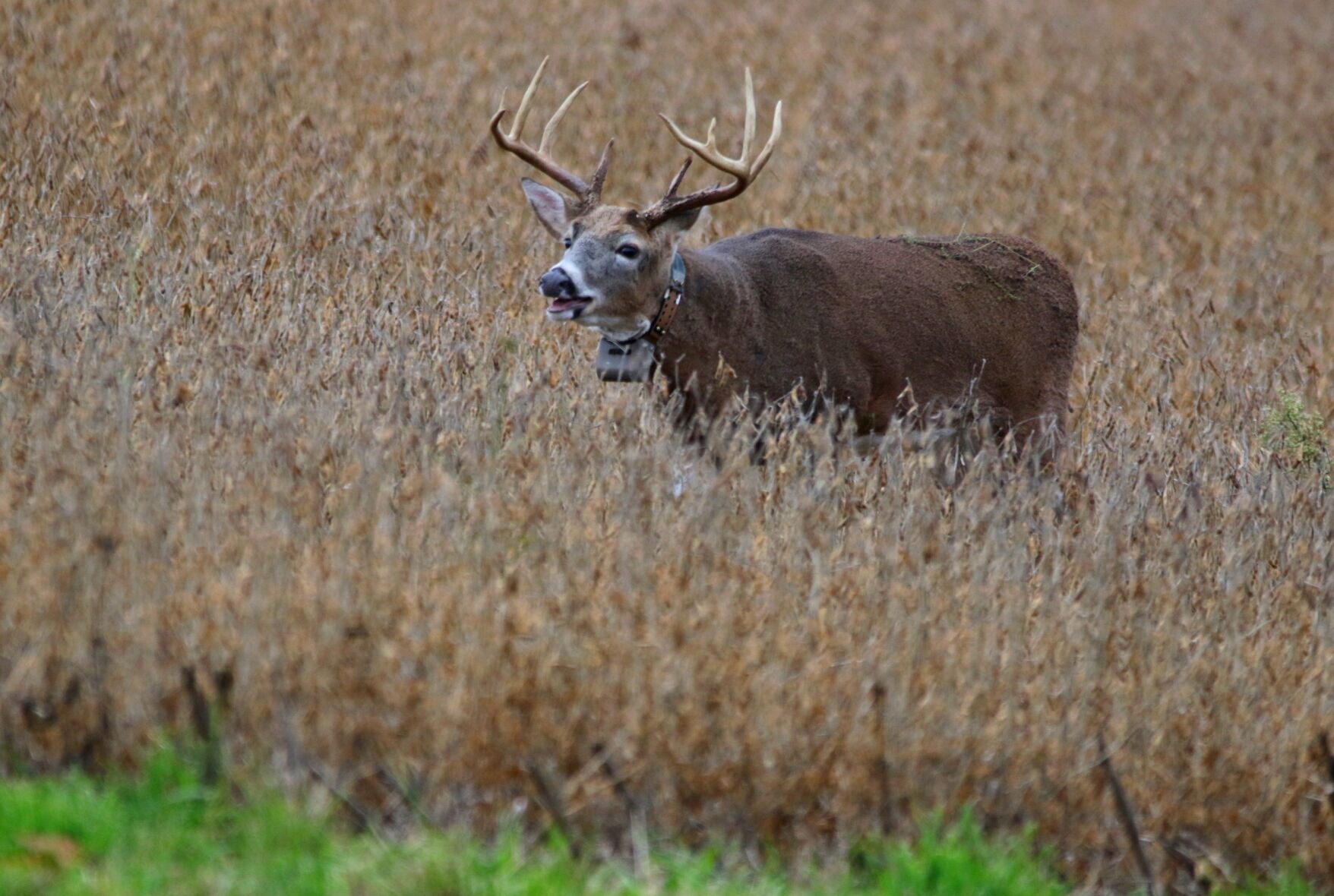 Collar buck